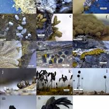 Attēlu rezultāti vaicājumam “Physarum confertum”