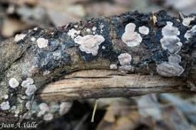 Attēlu rezultāti vaicājumam “Corticium roseum”