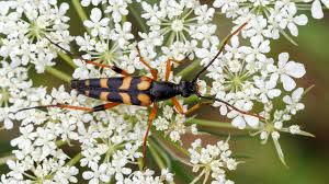 Attēlu rezultāti vaicājumam “Strangalia attenuata”