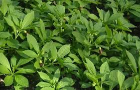 Attēlu rezultāti vaicājumam “Scopolia carniolica”