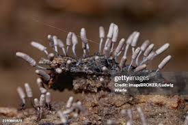 Attēlu rezultāti vaicājumam “Stemonitopsis typhina stalked”