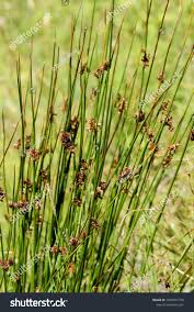 Attēlu rezultāti vaicājumam “Juncus conglomeratus”