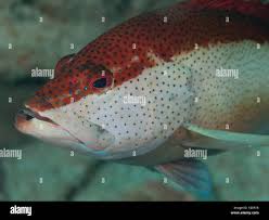 Image result for Cephalopholis fulva