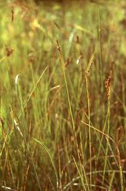 Attēlu rezultāti vaicājumam “Cyperaceae”