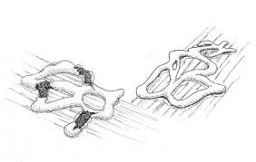 Attēlu rezultāti vaicājumam “Diderma chondrioderma sessile”