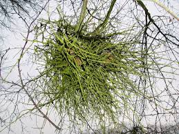 Attēlu rezultāti vaicājumam “Taphrina betulina”