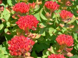 Attēlu rezultāti vaicājumam “Rhodiola rosea”