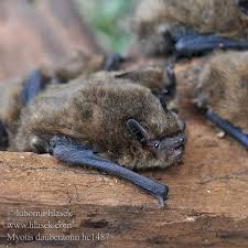Attēlu rezultāti vaicājumam “Myotis daubentonii”