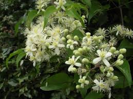 Attēlu rezultāti vaicājumam “Ranunculaceae”