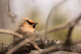 Attēlu rezultāti vaicājumam “Bombycilla garrulus”