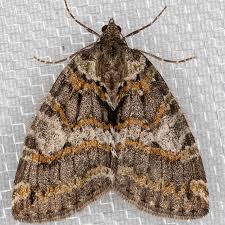 Attēlu rezultāti vaicājumam “Moerckia hibernica”