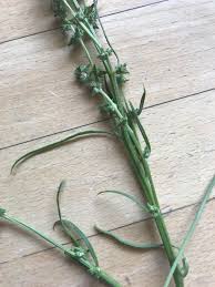 Attēlu rezultāti vaicājumam “Atriplex littoralis leaf”
