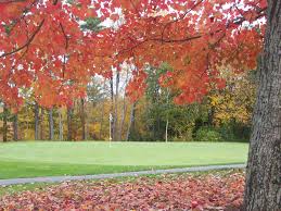 Image result for The Combe Martin Institute Club