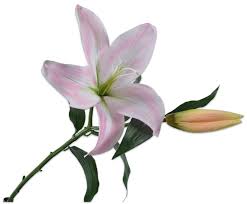 Image result for Lilie