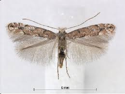 Attēlu rezultāti vaicājumam “Phyllonorycter apparella”