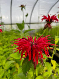 Image result for Monarda didyma