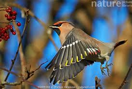 Attēlu rezultāti vaicājumam “Bombycilla garrulus”