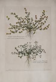 Attēlu rezultāti vaicājumam “Anthyllis maritima”