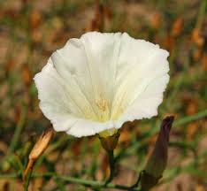 Attēlu rezultāti vaicājumam “Calystegia inflata flower”