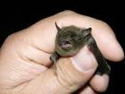 Indiana bat public domain - via Daymix