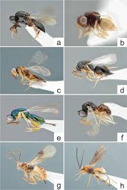 Attēlu rezultāti vaicājumam “Rabdophaga degeeri”