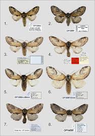 Attēlu rezultāti vaicājumam “Notodonta ziczac”