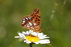 Attēlu rezultāti vaicājumam “Issoria lathonia”