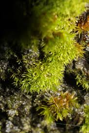 Attēlu rezultāti vaicājumam “Bryoerythrophyllum recurvirostrum”