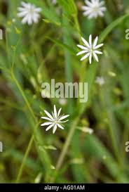 Attēlu rezultāti vaicājumam “Stellaria palustris leaf”