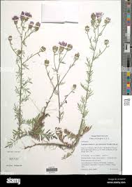 Attēlu rezultāti vaicājumam “Centaurea stoebe”