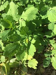 Attēlu rezultāti vaicājumam “Chelidonium majus leaf”