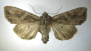 Attēlu rezultāti vaicājumam “Lacanobia suasa”