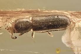 Attēlu rezultāti vaicājumam “Silvanidae”