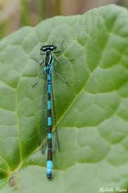 Attēlu rezultāti vaicājumam “Coenagrion hastulatum”