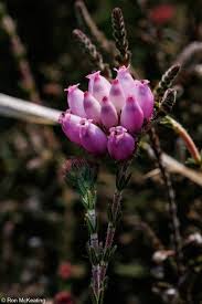 Attēlu rezultāti vaicājumam “Erica tetralix leaf”