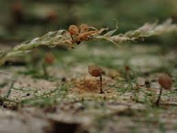 Attēlu rezultāti vaicājumam “Cribraria rubiginosa spores”