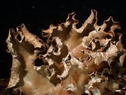 Attēlu rezultāti vaicājumam “Peltigera polydactylon”