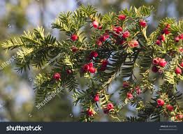Attēlu rezultāti vaicājumam “Taxus baccata fruit”