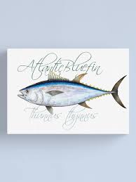 Image result for Thunnus atlanticus