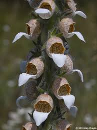 Image result for Digitalis lanata