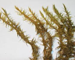 Attēlu rezultāti vaicājumam “Dicranum polysetum sporophyte”