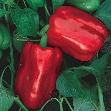 Afbeeldingsresultaat voor giant 3 sweet pepper