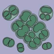 Attēlu rezultāti vaicājumam “Cyanophyta”