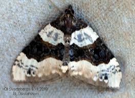 Attēlu rezultāti vaicājumam “Cosmorhoe ocellata”