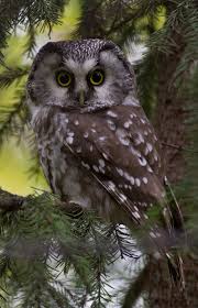 Attēlu rezultāti vaicājumam “Aegolius funereus”