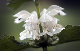 Attēlu rezultāti vaicājumam “Lamium album flower”