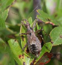 Attēlu rezultāti vaicājumam “Himacerus apterus”