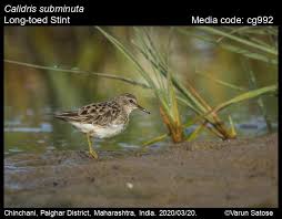 Image result for Calidris subminuta