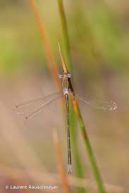 Attēlu rezultāti vaicājumam “Lestes virens”