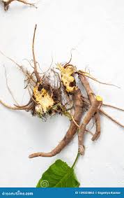 Attēlu rezultāti vaicājumam “Rumex crispus leaf”